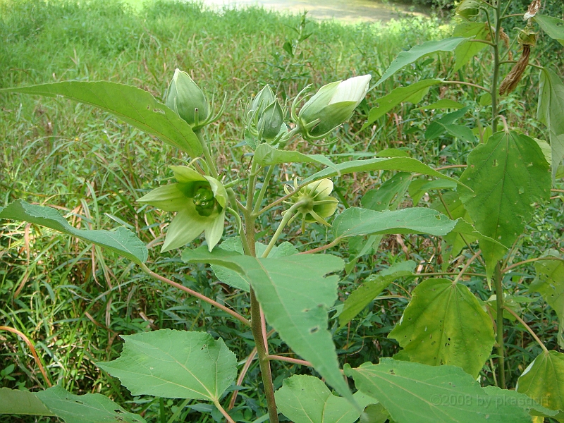 070 Longwood Gardens [2008 August 23].JPG - Longwood Gardens in Pennsylvania